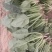 大叶菠菜20~25厘米