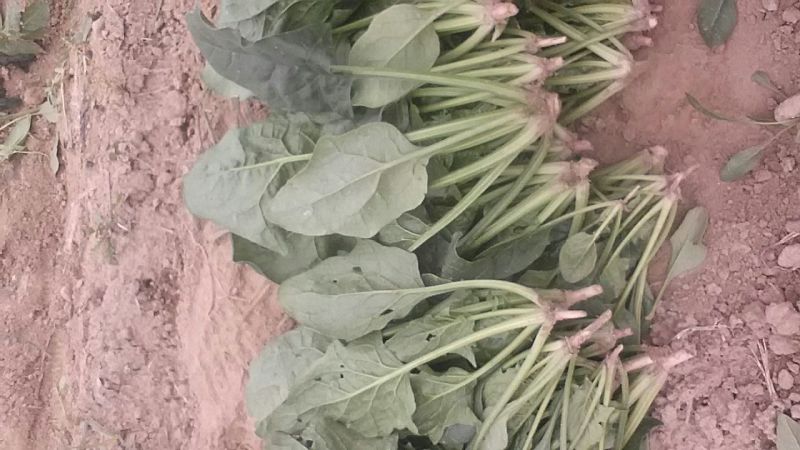 大叶菠菜20~25厘米