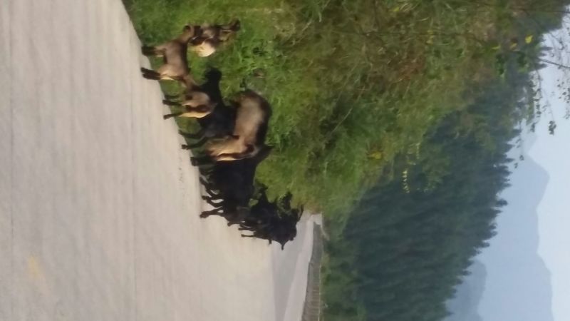 黑山羊50~80斤/头