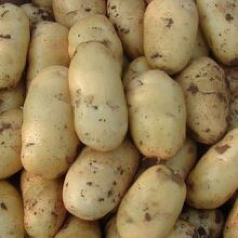 荷兰十五土豆v7等品种齐全货源充足保证质量