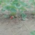 甜查理草莓苗10~20cm20~30cm