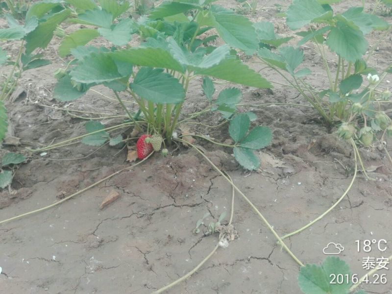 甜查理草莓苗10~20cm20~30cm