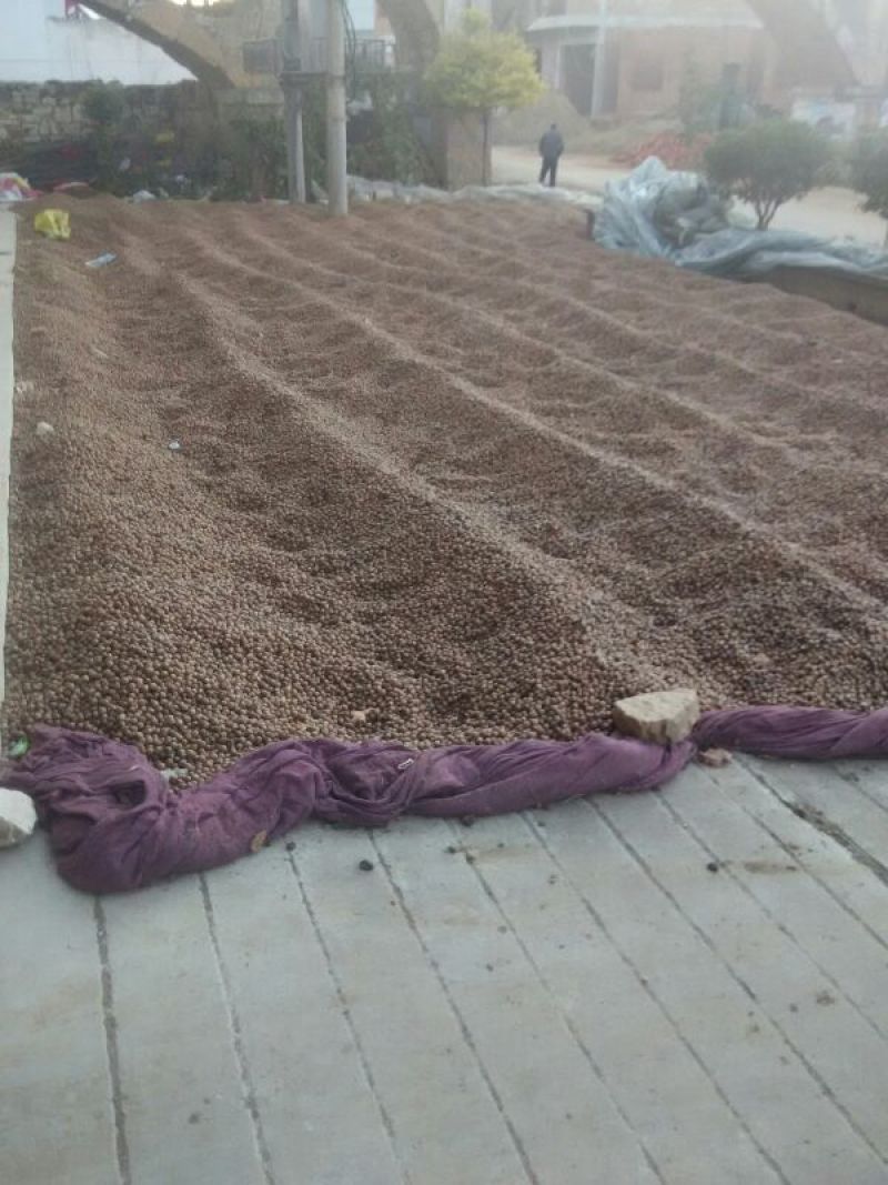 河南橡实大小均匀自然风干产地直发品质保证量大优惠