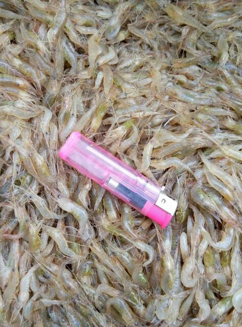 河南洛阳市河虾 冰鲜虾 26~30只\/kg批发_赵文
