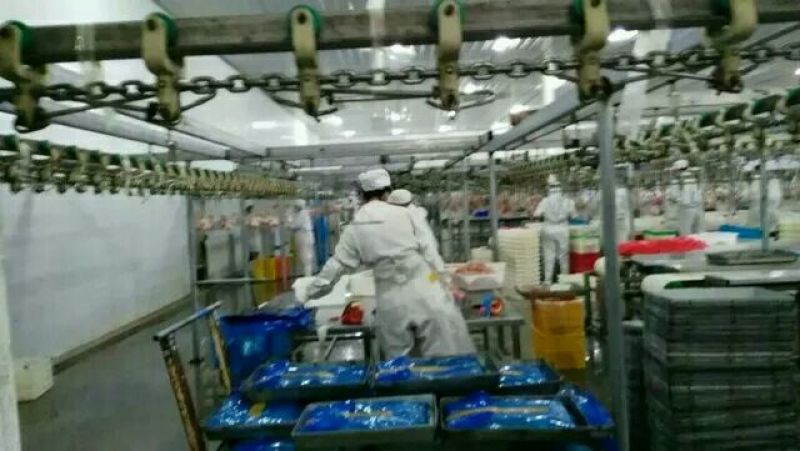 伊拉兔食用3~5