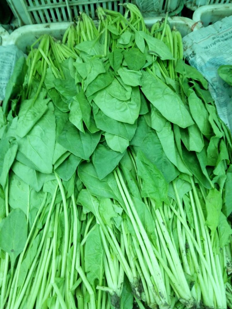 大叶菠菜20~25厘米
