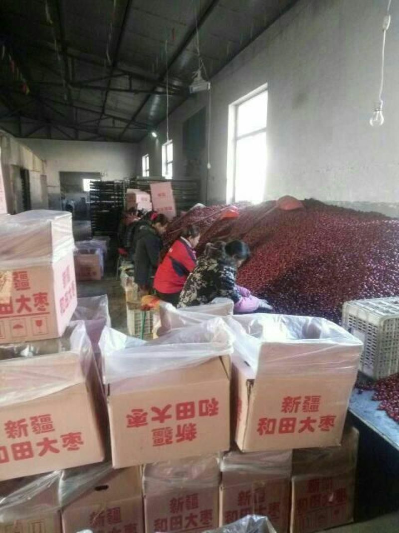 灰枣一手货源