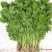 山野菜