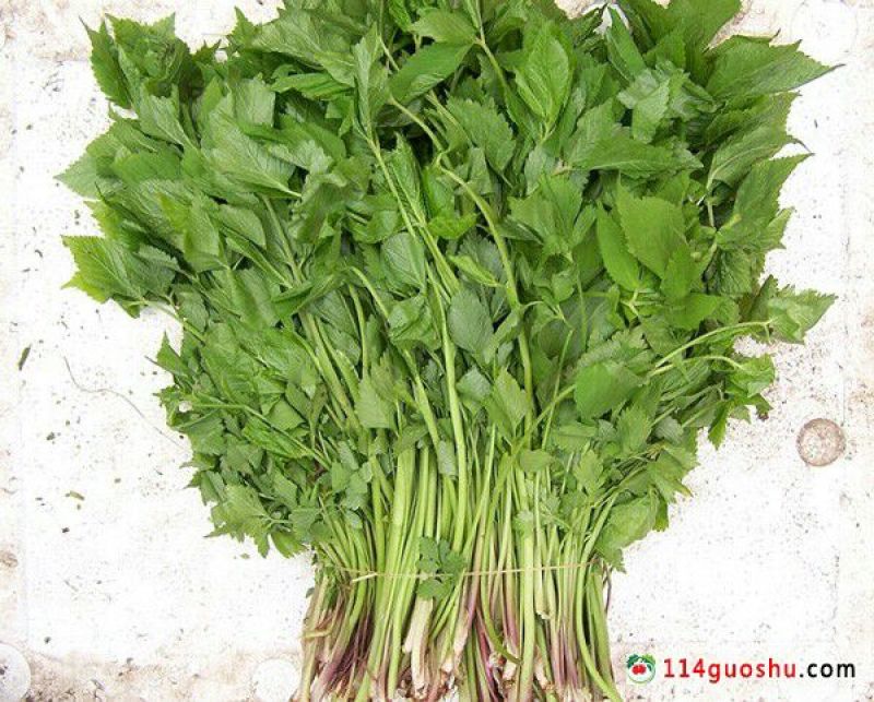 山野菜