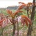 香椿苗泰山红油香椿大棚高度30-80cm