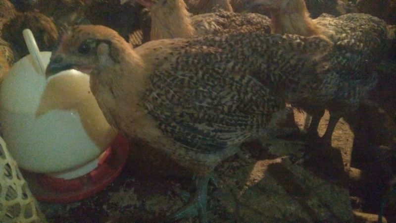 青脚麻鸡苗1斤以上