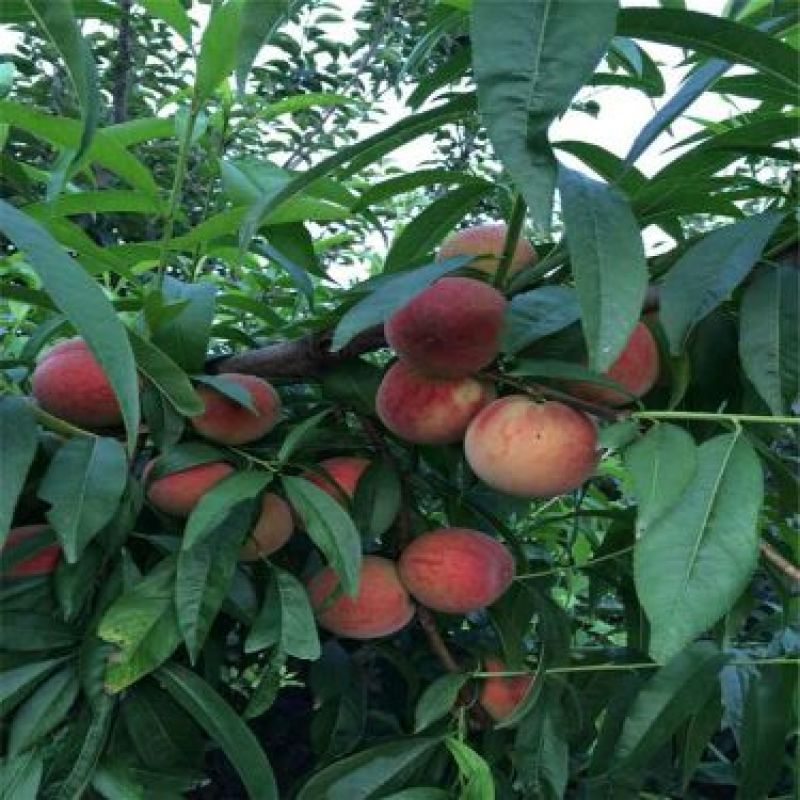 沂蒙霜红桃树苗80cm以上