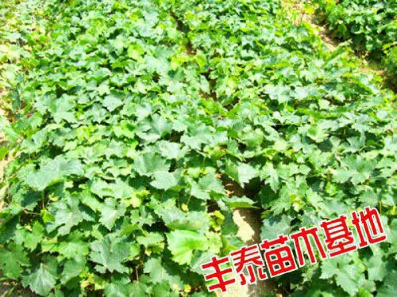 红宝石葡萄苗山东葡萄苗基地质壮苗纯种植批发