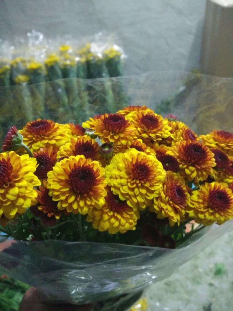 白菊花50~80cm