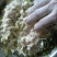 苦菊15~20cm