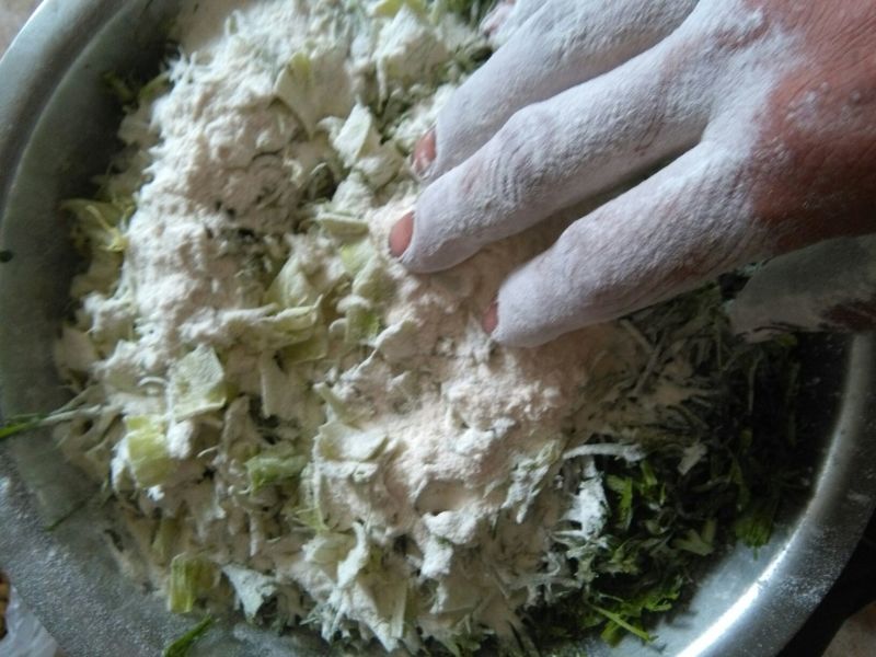 苦菊15~20cm
