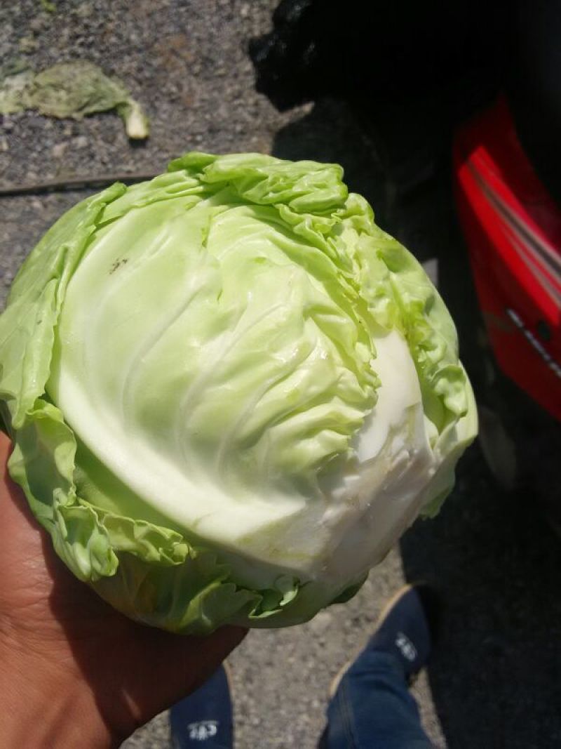 绿甘蓝高山绿色太白甘蓝