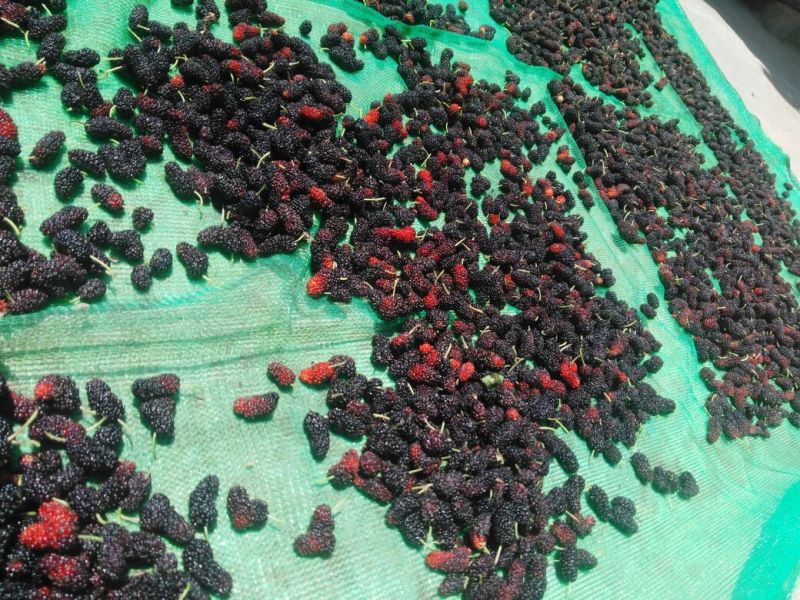 桑葚4~5cm