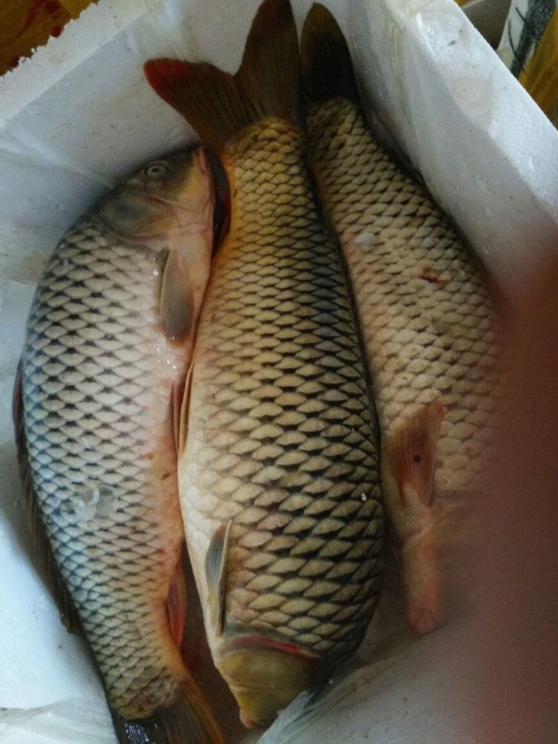 鲤鱼冰鲜开肚食用大小规格供应油炸真空包装大型食堂