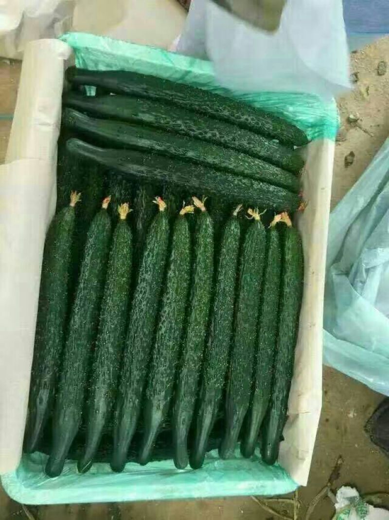 密刺黄瓜干花带刺22~25公分山东聊城莘县青瓜
