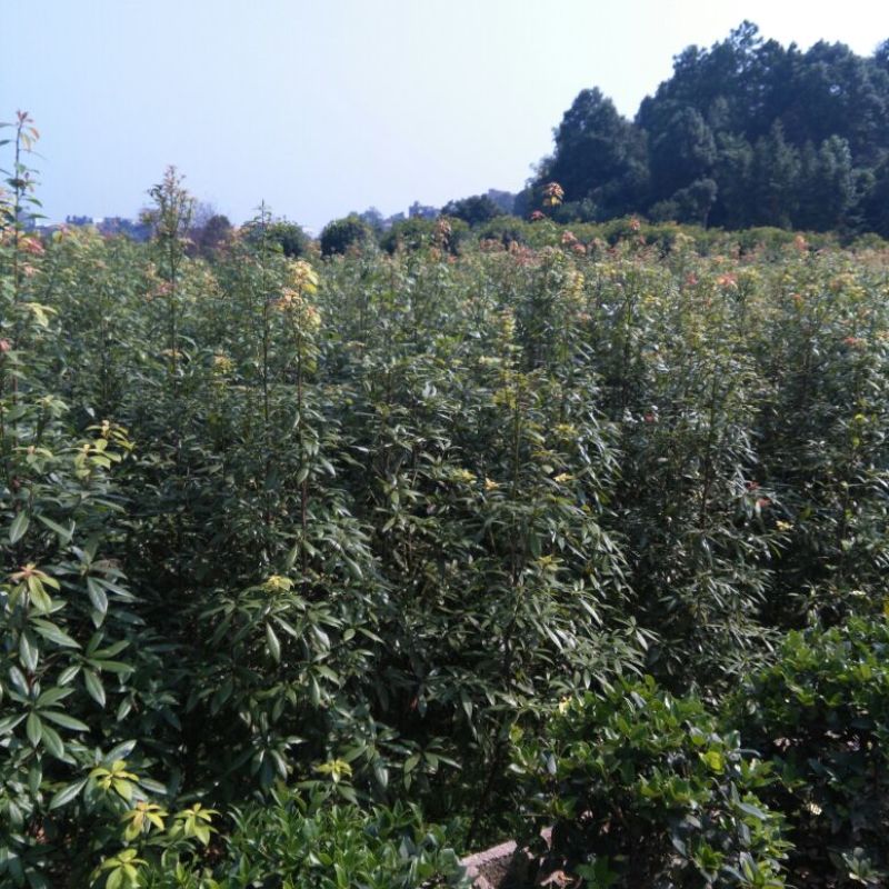 金丝楠木湖南金丝楠木1一30公分金丝楠木杯苗