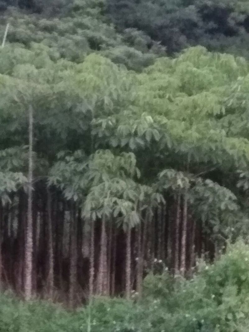 木棉12~14cm3.5~4m