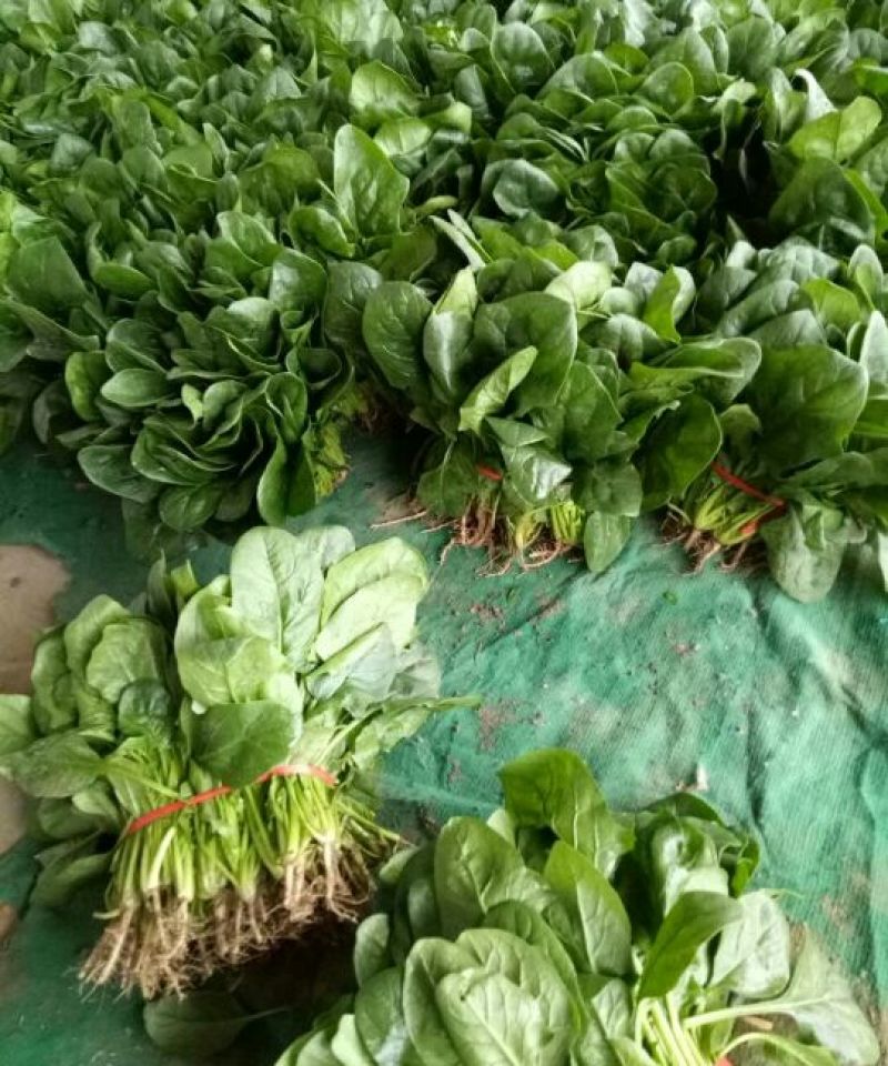 越冬菠菜15~20厘米