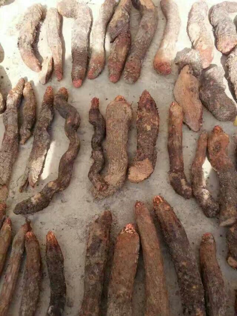 锁阳统货