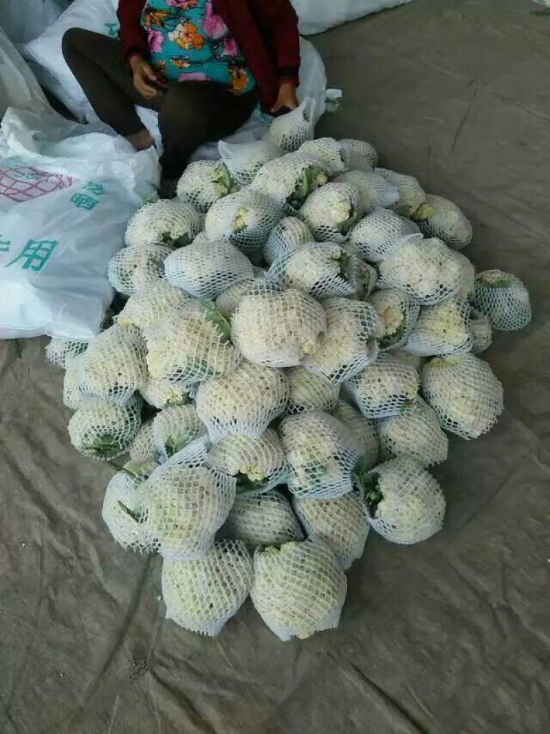 河北产地直销雪玉菜花2斤紧密乳白一条龙服务