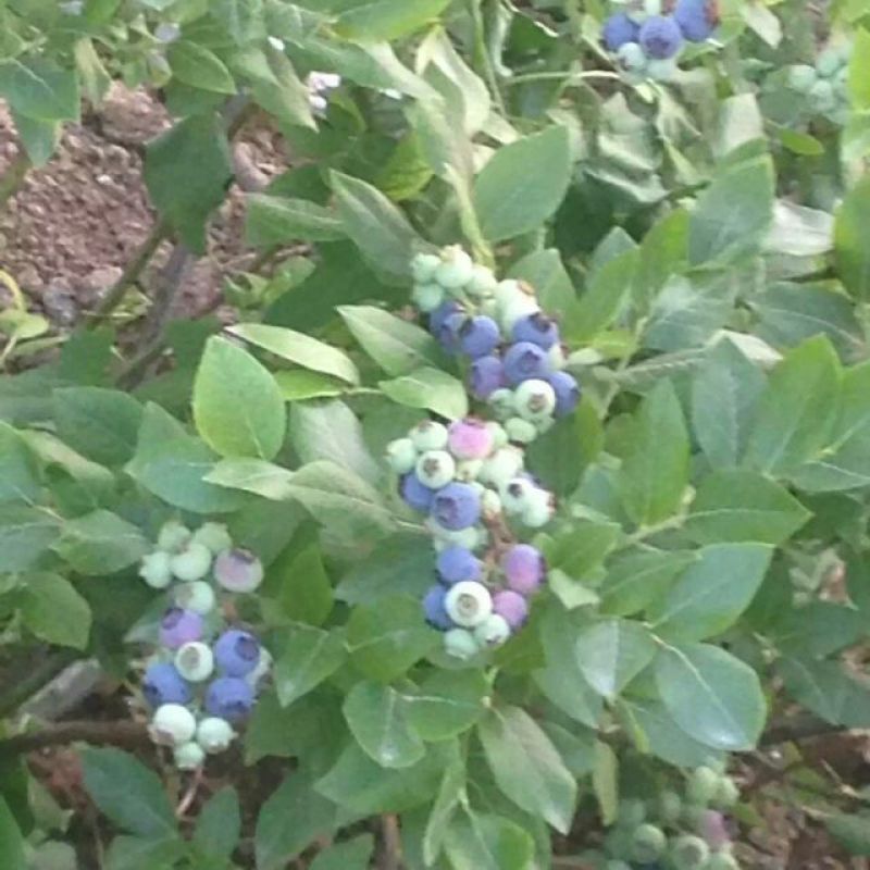 蓝莓8~10mm以上