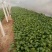 菠菜15~20厘米