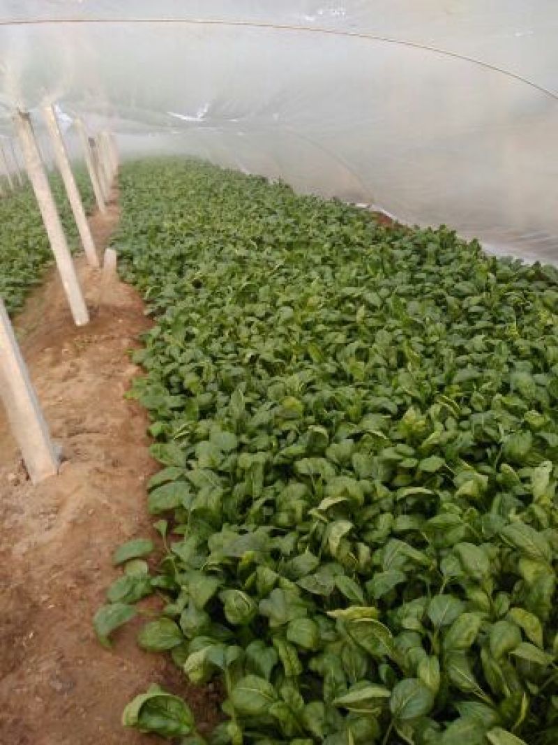 菠菜15~20厘米