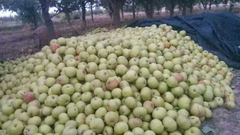 苹果梨300~350g纸箱