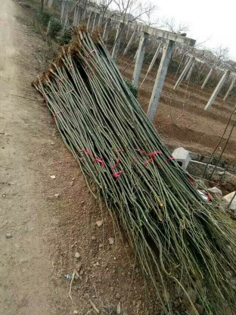 槐树清地处理二级货三级货