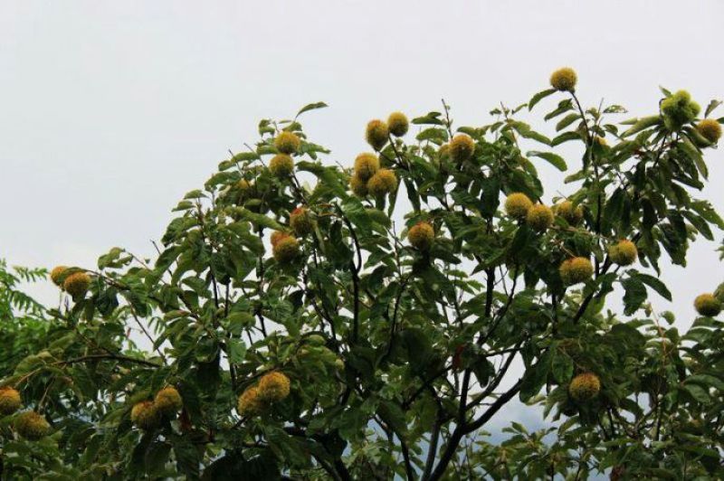 板栗大粒炒栗