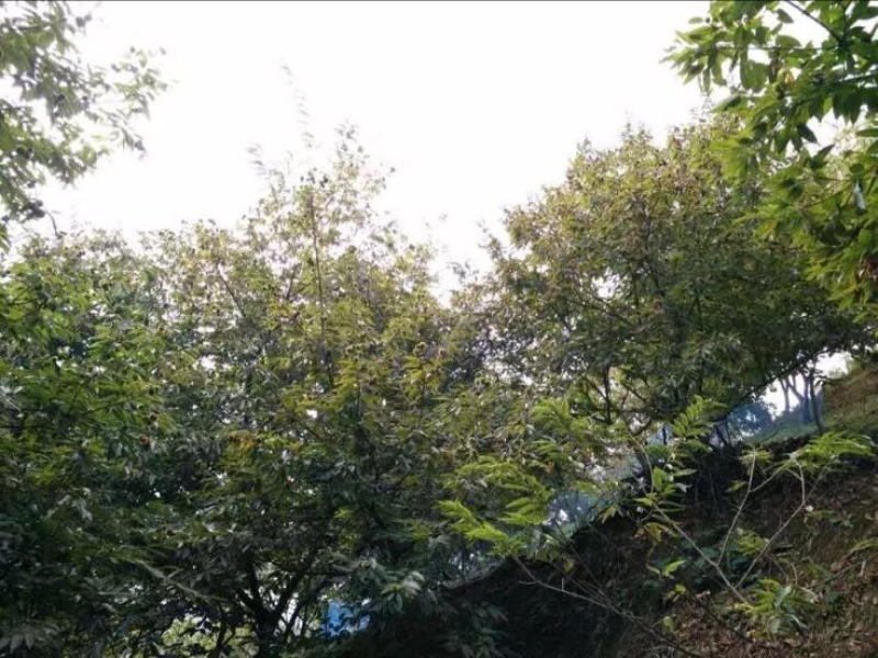 锥栗板栗
