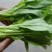 白菜苔15~20厘米