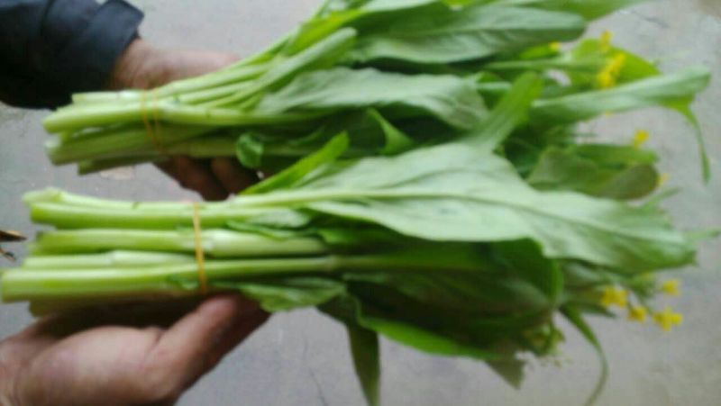 白菜苔15~20厘米