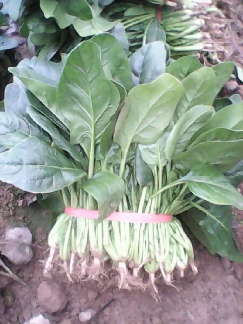名门菠菜
