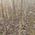 泰安本地核桃苗二年苗50~100cm