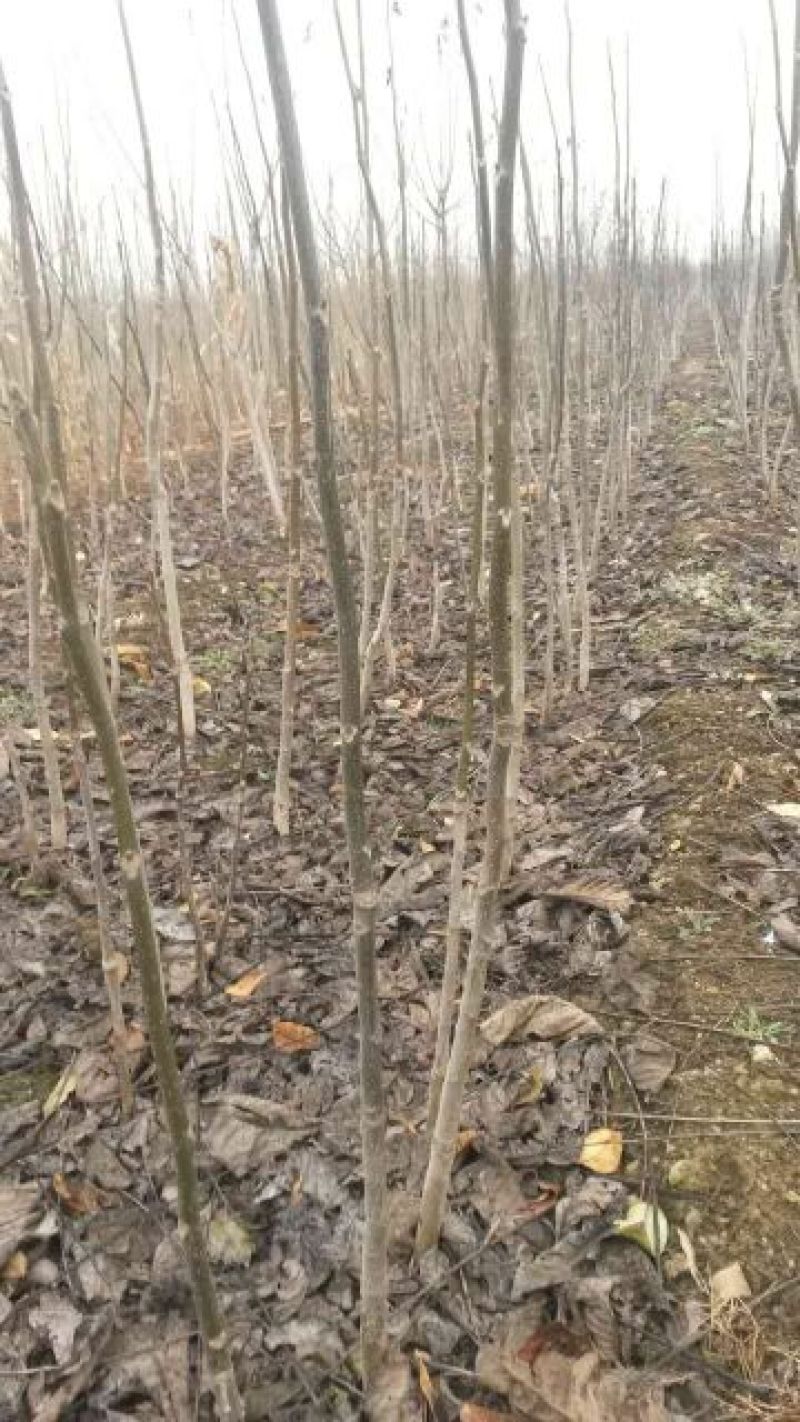 泰安本地核桃苗二年苗50~100cm
