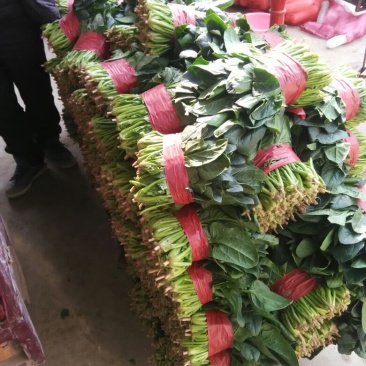大叶菠菜25~30厘米
