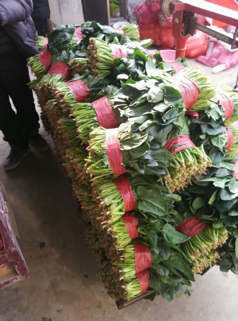 大叶菠菜25~30厘米