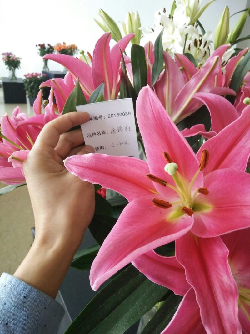 百合鲜切花4以上