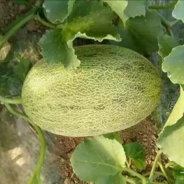 西州蜜瓜