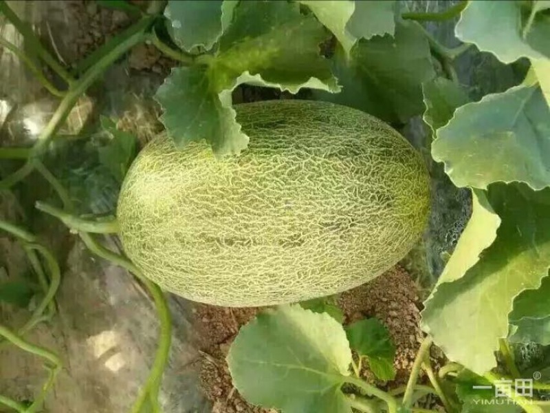 西州蜜瓜