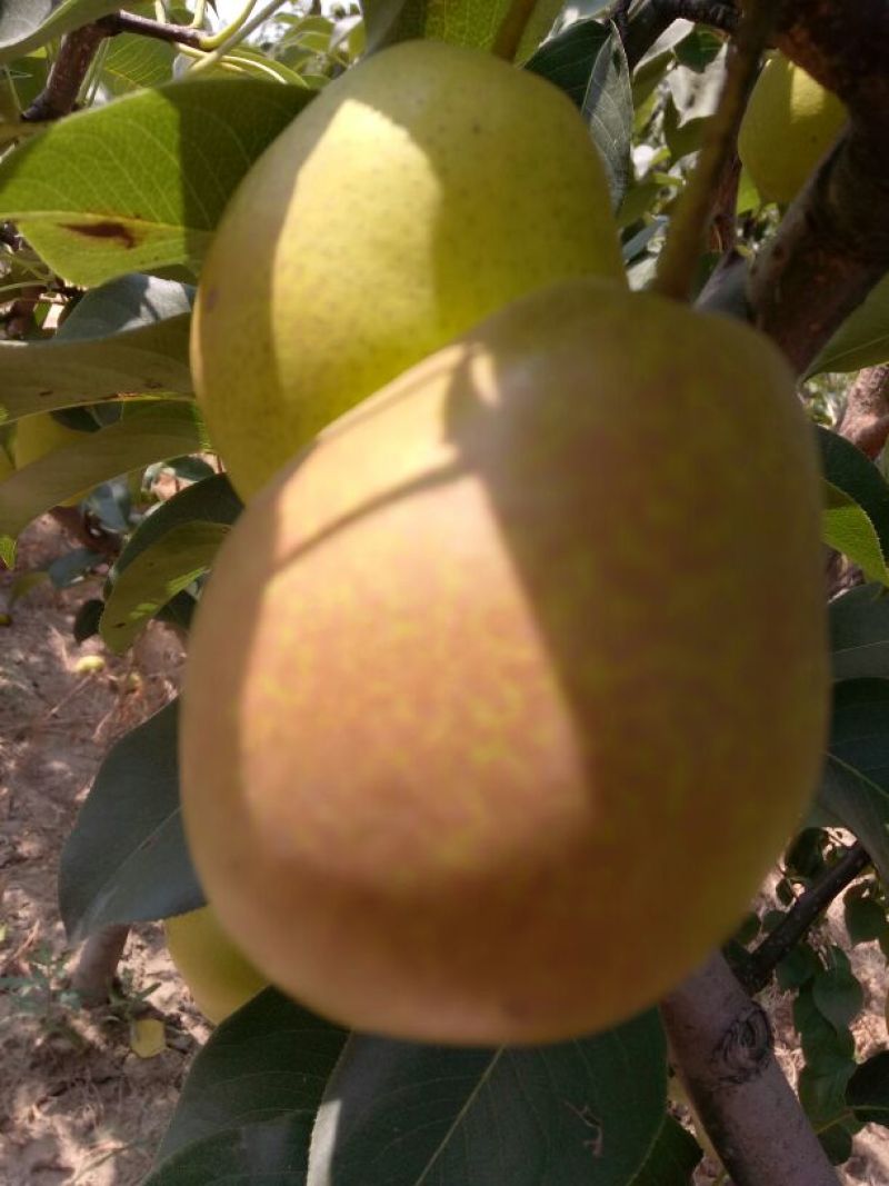 红香酥梨纸加膜