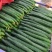 黄瓜22~25公分干花带刺
