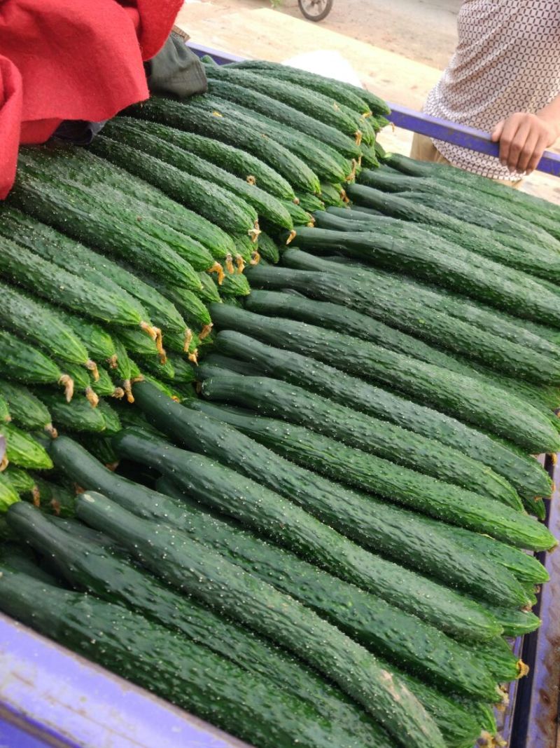 黄瓜22~25公分干花带刺