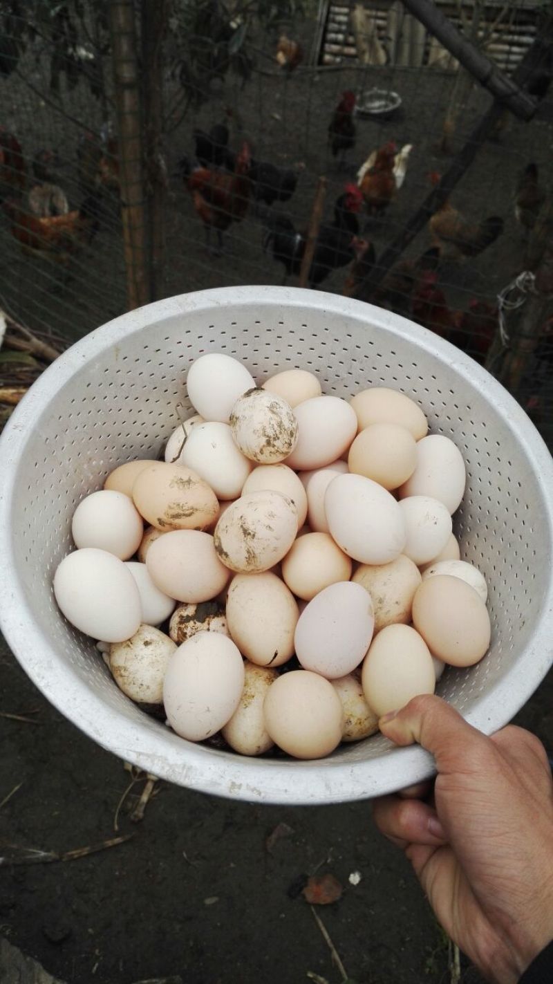 虫子鸡
